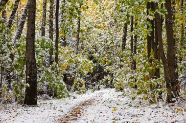 İlk kar yağışı sonbahar ormanın içinde. Rusya, Moskova, Bitza Park.