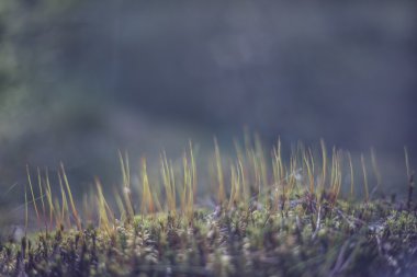 Bir doğa orman çalılar mavi tonda ve ışık ile resim