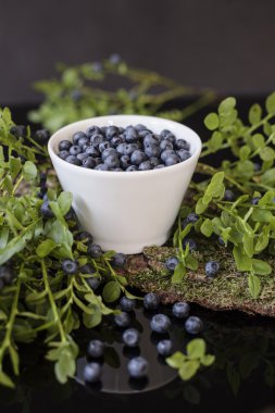 Yaban mersini moss ile kabuk üzerinde beyaz kase