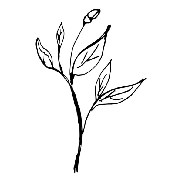 Pflanzenelement Mit Umrissenen Blättern Und Zweigen Mit Knospe — Stockvektor