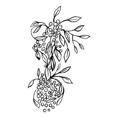 Yapraklı bir dalda meyveler, beyaz arka planda yaz meyveleri ve kontur vuruşu.