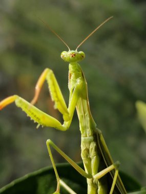 Peygamber devesi böceği, yeşil yeşillik, hayvanlar alemi