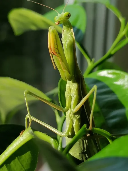 Insect Hunts Waiting Victim Green Mantis — Stock Photo, Image