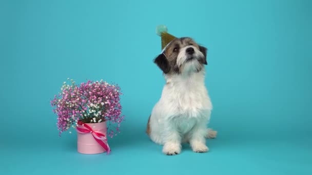 Un cățeluș drăguț Jack Russell Terrier rupt într-un capac festiv stă lângă un buchet de flori roz pe un fundal albastru. Close-up — Videoclip de stoc