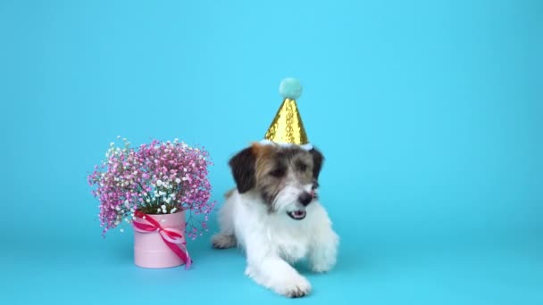 Un lindo cachorro roto Jack Russell Terrier en un sombrero festivo se encuentra junto a un ramo de flores rosadas sobre un fondo azul — Vídeos de Stock