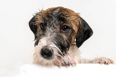 Şirin ıslak köpek yavrusu Jack Russell Terrier banyoda yakın planda kırılmış..