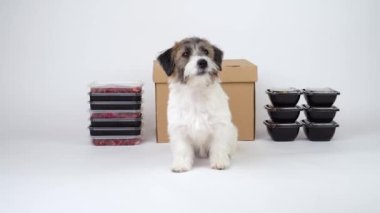 Tatlı bir Jack Russell Terrier köpek yavrusu beyaz arka planda konteynır ve et kutularının yanında oturur. Köpek maması teslimatı konsepti ve doğal sağlıklı yiyecekler. Metin ve model için boşluk.