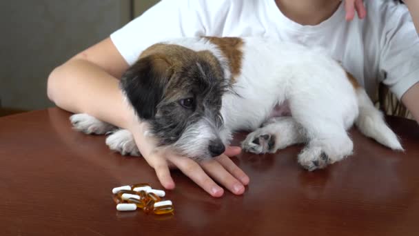 แจ็ค รัสเซล เทอเรียร์ ลูกสุนัขที่น่ารัก หักเพื่อทานยา แนวคิดของการให้อาหารสุนัขมากเกินไปด้วยยาและวิตามิน — วีดีโอสต็อก
