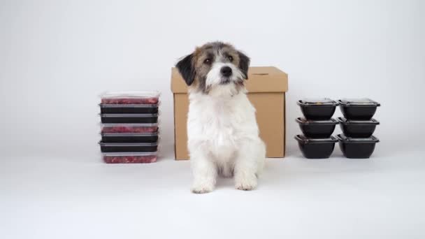 Un joli chiot cassé Jack Russell Terrier est assis à côté de conteneurs et de boîtes de viande sur un fond blanc. Concept de livraison de nourriture pour chien et aliments naturels sains. Espace pour le texte et la maquette. — Video