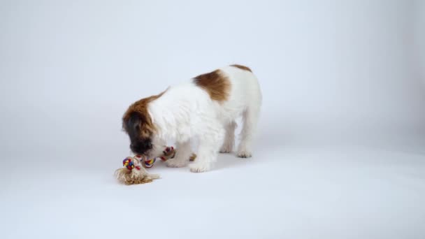 Lindo cachorro Jack Russell Terrier Broken toma un juguete para perros con su boca y deja el marco sobre un fondo blanco. Espacio para texto. — Vídeos de Stock