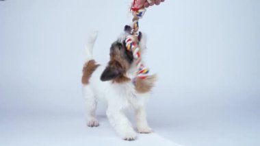 Sevimli Jack Russell Terrier beyaz arka planda oyuncakla oynayan kırık köpek yavrusu. Mesaj için yer var. Yavaş çekim.
