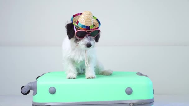 Ein entzückender Jack Russell Terrier Welpe in Sombrero und Sonnenbrille auf einem Koffer blickt aufmerksam in die Kamera. Inländisches Reisekonzept. — Stockvideo