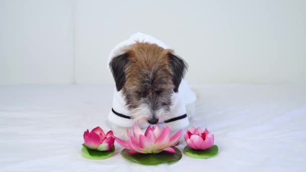 Um adorável cachorro Jack Russell Terrier em um roupão de banho branco ao lado de flor de lótus olha para a câmera. O conceito de tratamentos de spa e preparação para cães — Vídeo de Stock