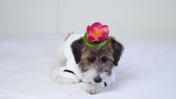 Um cachorrinho adorável Jack Russell Terrier em um roupão de banho branco com uma flor de lótus na cabeça olha atentamente para a câmera. O conceito de tratamentos de spa e preparação para cães .. — Vídeo de Stock