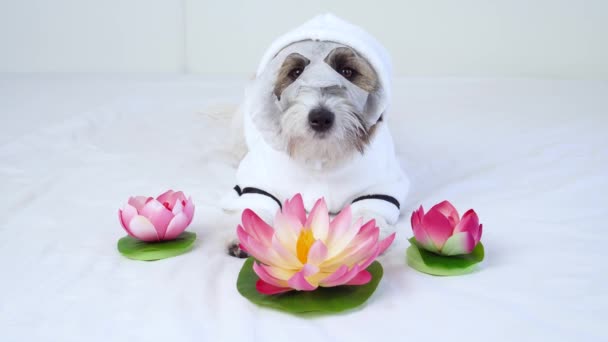 Een schattige Jack Russell Terrier puppy in een witte badjas en gezichtsmasker naast lotusbloem kijkt naar de camera. Het concept van spa-behandelingen en verzorging voor honden . — Stockvideo