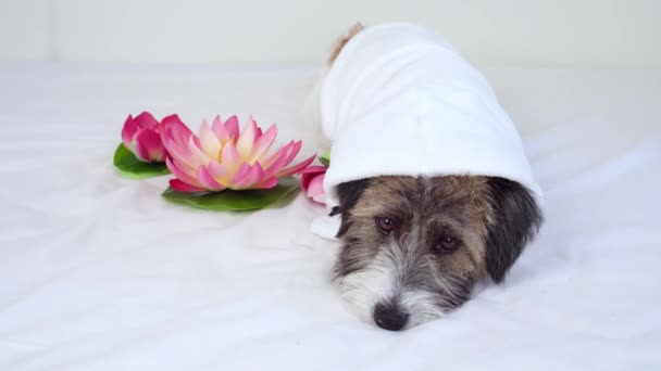 Een schattige Jack Russell Terrier puppy in een witte badjas naast lotusbloem kijkt naar de camera. Het concept van spa-behandelingen en verzorging voor honden ... — Stockvideo