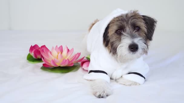 Un adorable chiot Jack Russell Terrier en peignoir blanc se trouve à côté de la fleur de lotus regarde la caméra. Le concept de soins spa et de toilettage pour chiens ... — Video