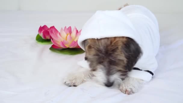 Um cachorrinho adorável Jack Russell Terrier em um roupão de banho branco ao lado de flor de lótus. O conceito de tratamentos de spa e preparação para cães ... — Vídeo de Stock