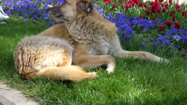 Stor Brun Chippad Hund Ligger Park Istanbul Mot Bakgrund Blommor — Stockvideo