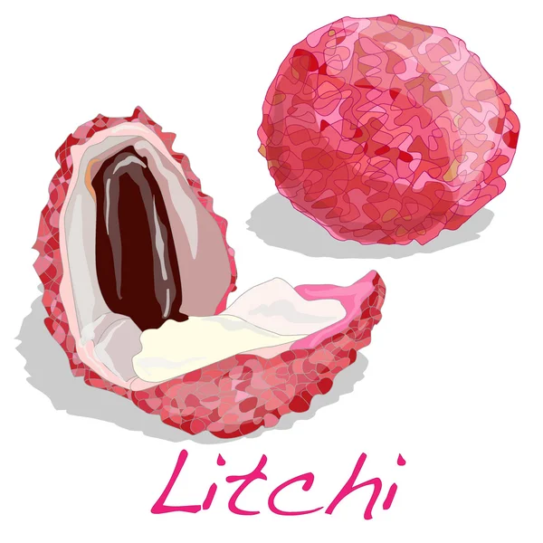 Litchi isolated. Vector. — Stock Vector