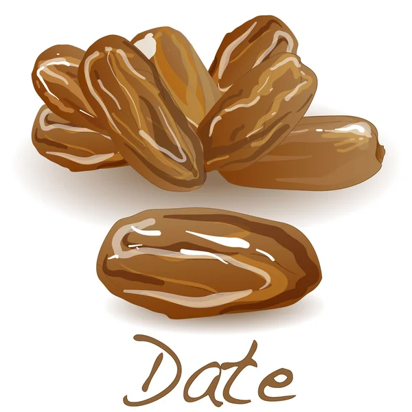 Date fruits secs. Illustration vectorielle — Image vectorielle