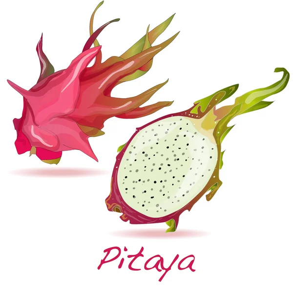 Pitaya oder Drachenfrucht. Vektor — Stockvektor