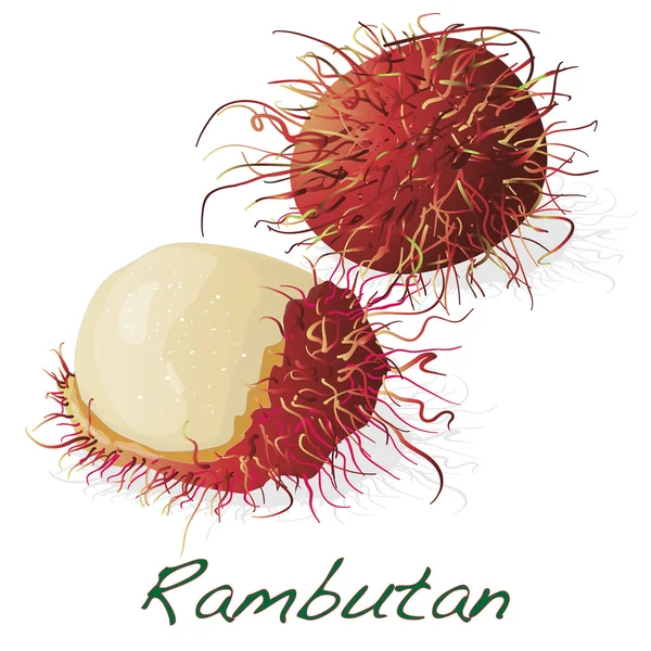 Rambutan. Vector εικονογράφηση — Διανυσματικό Αρχείο