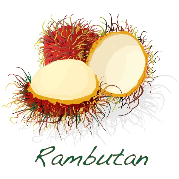 Rambutan. Vector εικονογράφηση — Διανυσματικό Αρχείο
