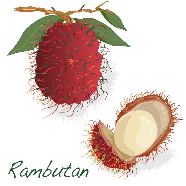 Rambutan. Vector illustration — Stock Vector