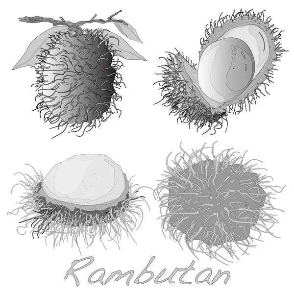 Rambutan. Vector εικονογράφηση — Διανυσματικό Αρχείο