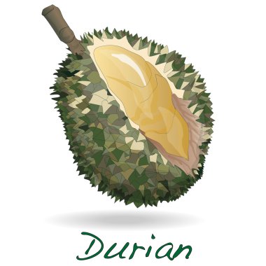 Durian izole. Vektör.