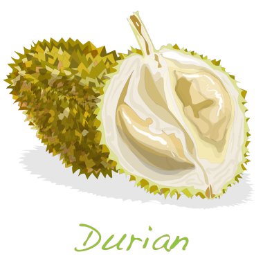 Durian izole. Vektör.