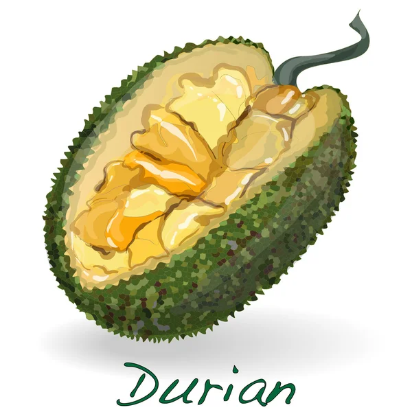 Durian απομονωμένη. Διάνυσμα. — Διανυσματικό Αρχείο