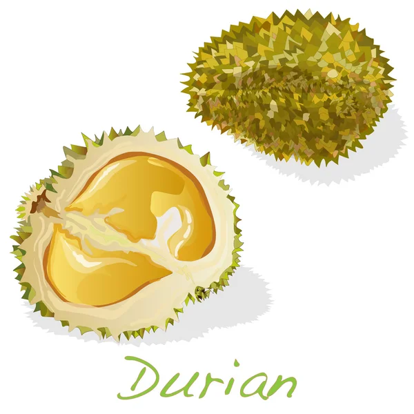 Durian isoliert. Vektor. — Stockvektor