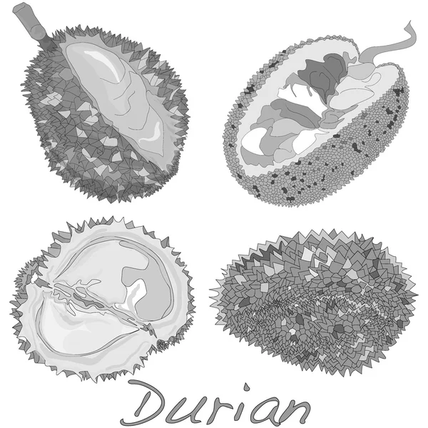 Durian geïsoleerd. Vector. — Stockvector