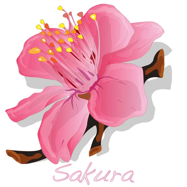 Sakura kwiat. Wektor. — Wektor stockowy