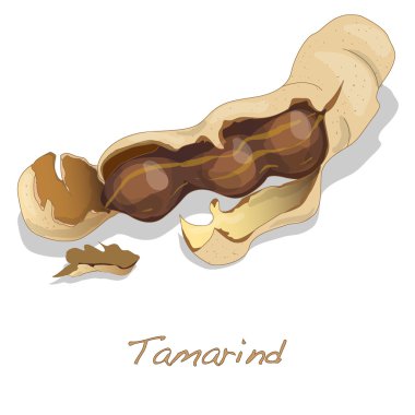Tamarind vector isolated clipart