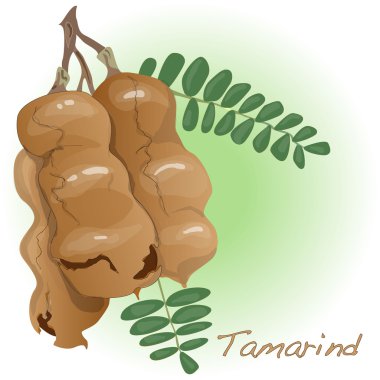 İzole demirhindi vektör