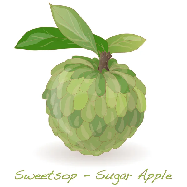 Vetor Sugar Apple —  Vetores de Stock