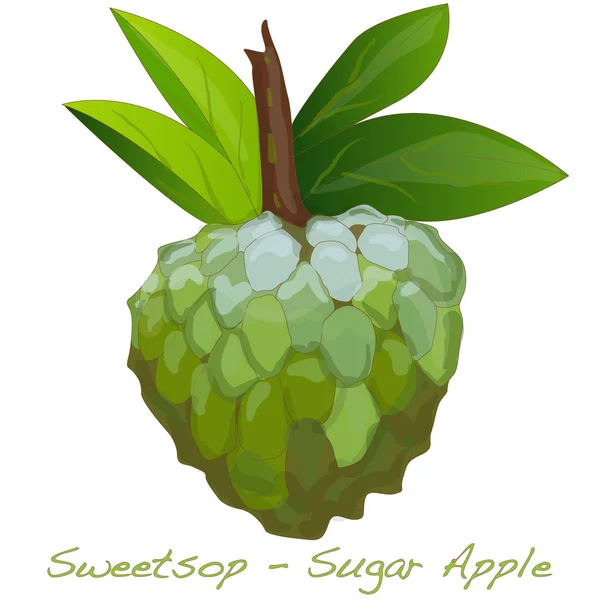 Azúcar Apple vector — Archivo Imágenes Vectoriales