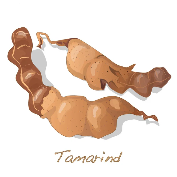 Vetor Tamarind isolado —  Vetores de Stock