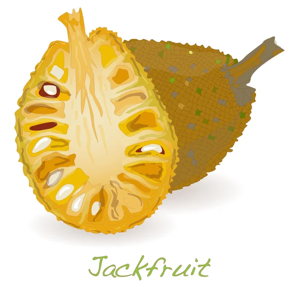 Jackfruit wektor na białym tle — Wektor stockowy