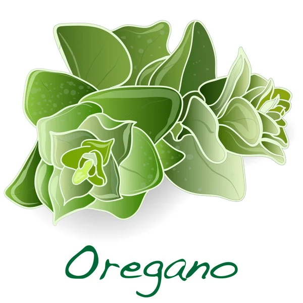 Folhas de orégano fresco — Vetor de Stock