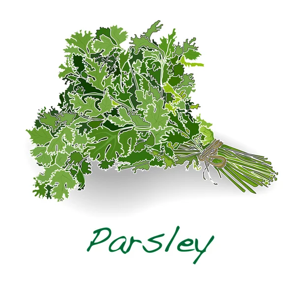 Fresh parsley vector — Stock Vector