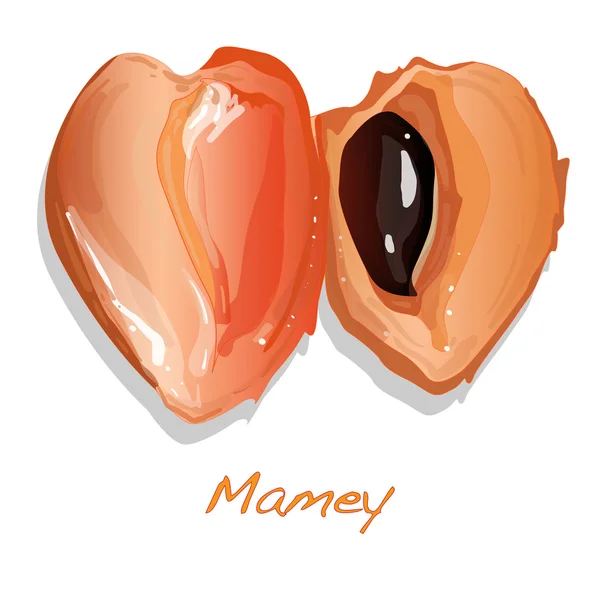 Ilustração vetorial Mamey — Vetor de Stock