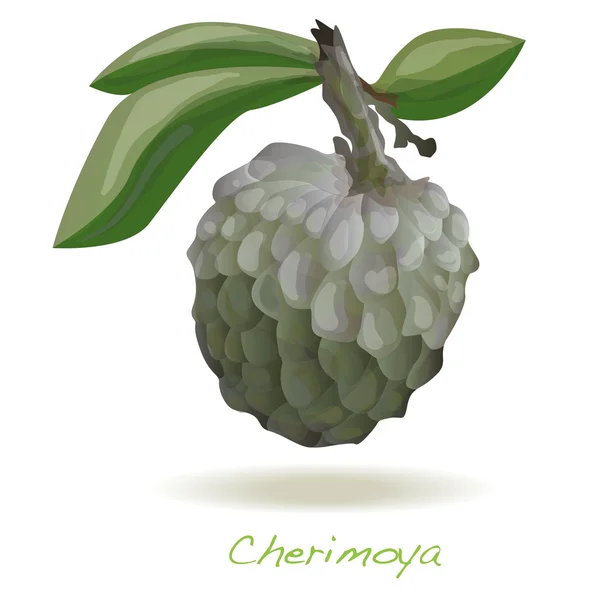 Puddingapfel oder Cherimoya-Vektor — Stockvektor