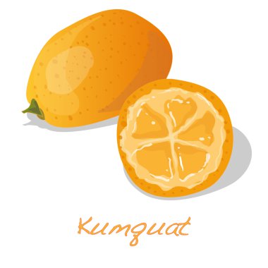 Olgun Kamkat meyve vektör izole 