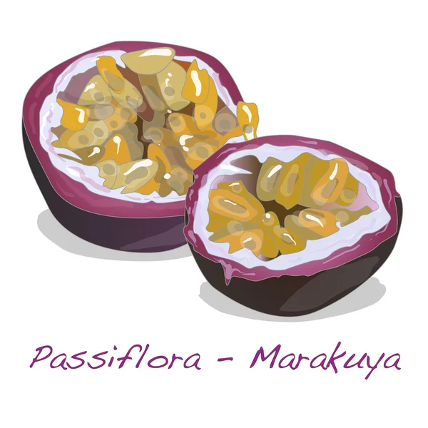 Passiflora edulis vector op witte achtergrond — Stockvector