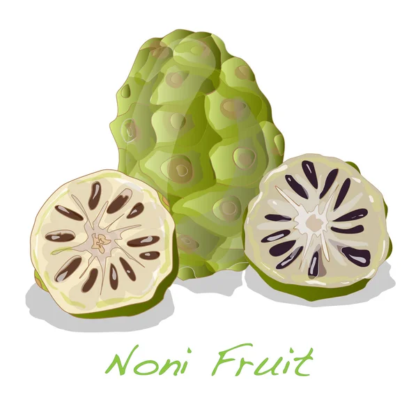 Noni vector aislado — Vector de stock