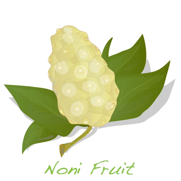 Noni vector aislado — Vector de stock